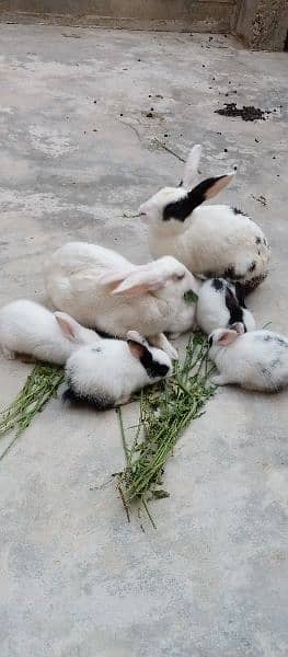Rabbits baby 7