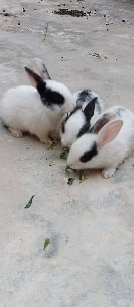 Rabbits baby 8