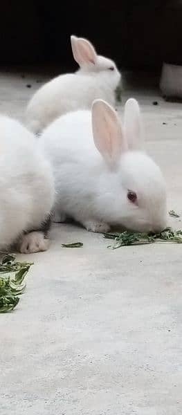 Rabbits baby 11