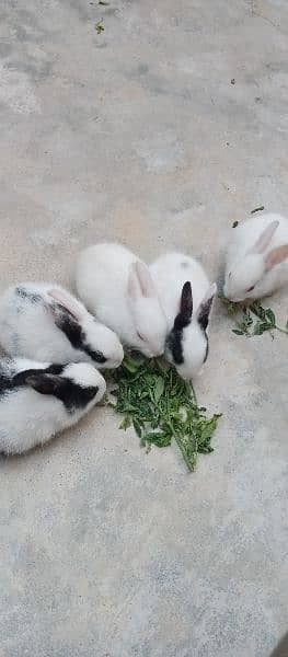 Rabbits baby 12
