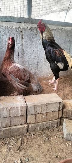 1 hen and 1 murgha