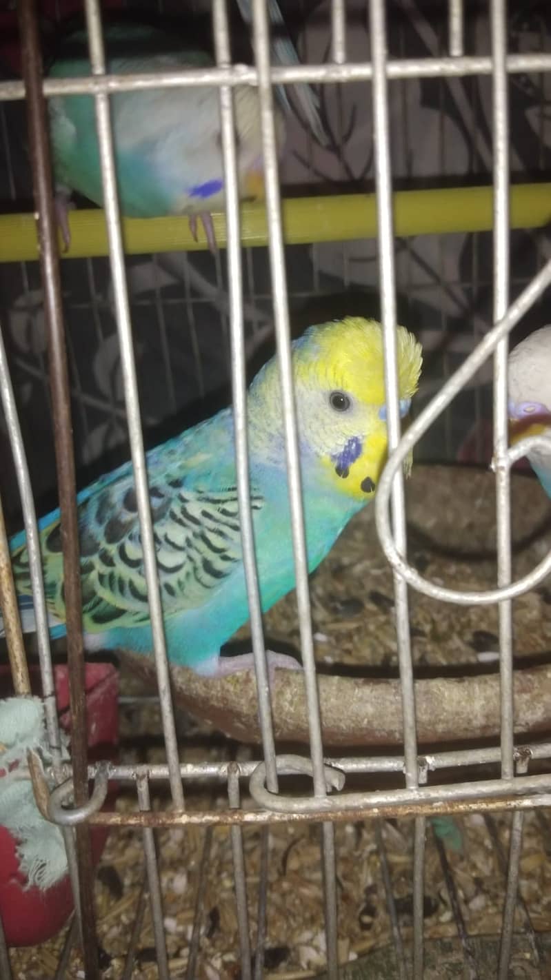 Australian Bajri Parrots For Sale 0