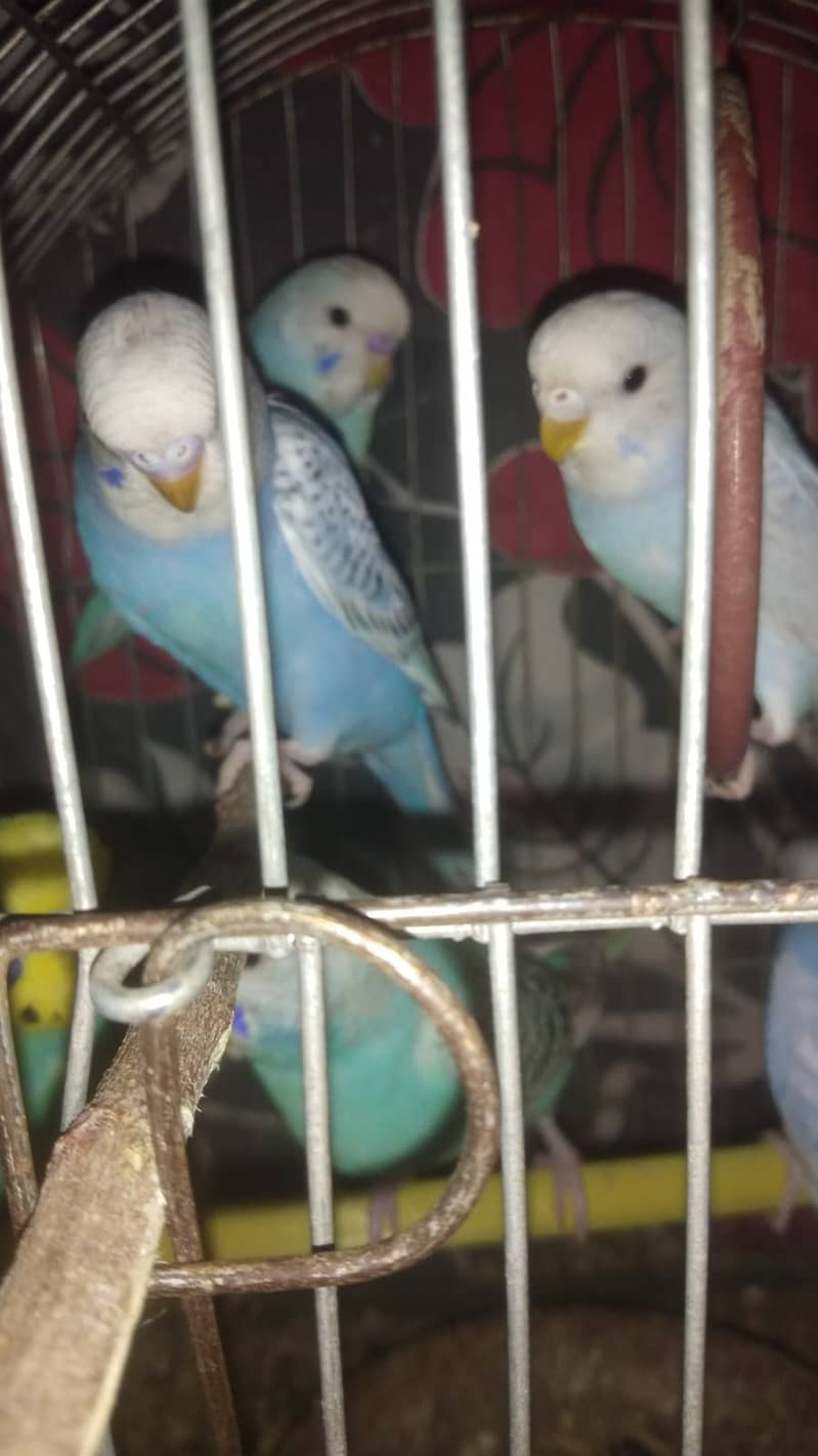 Australian Bajri Parrots For Sale 1