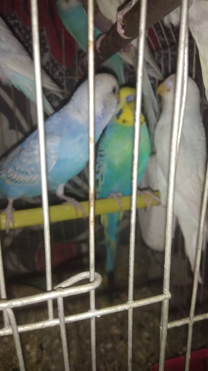 Australian Bajri Parrots For Sale 2