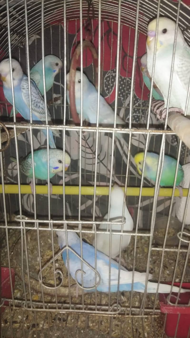 Australian Bajri Parrots For Sale 3