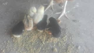 Aseel chicks lasani 0
