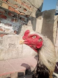 Jawa male aor us KY pathy pathian for sale beautiful bird .