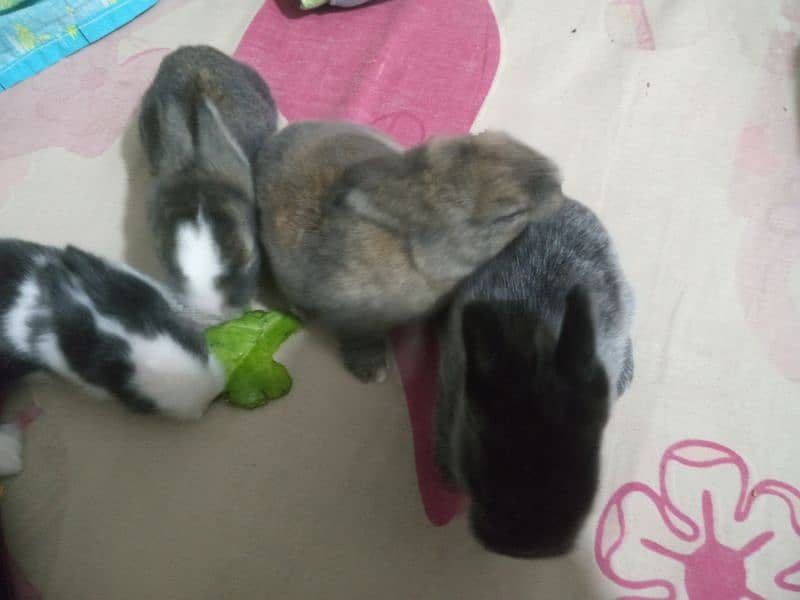 rabbit bunnies 1