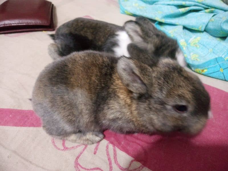 rabbit bunnies 2