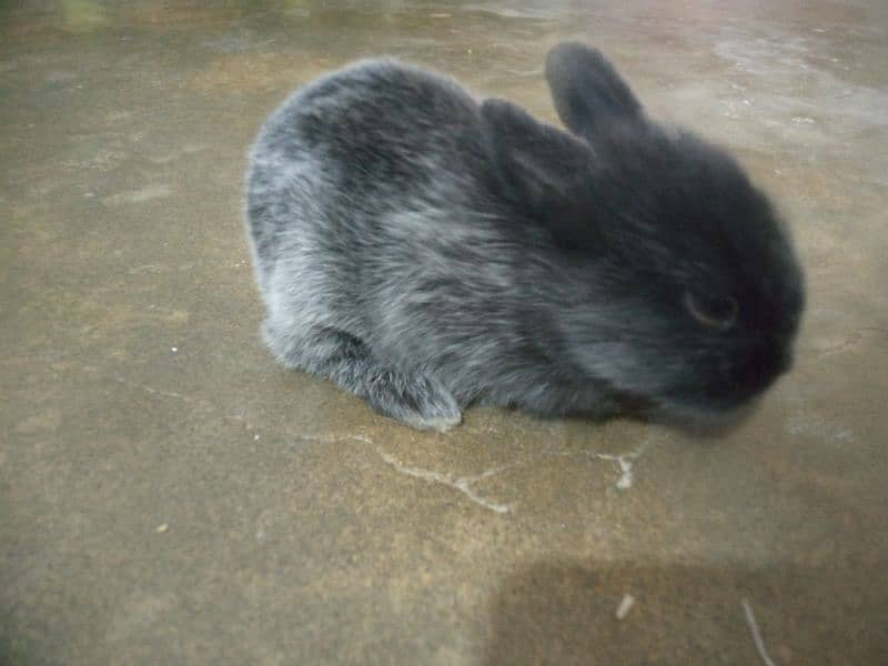 rabbit bunnies 4