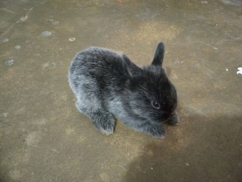 rabbit bunnies 6