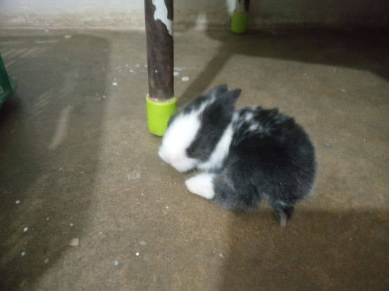 rabbit bunnies 8