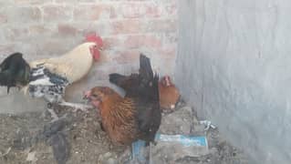 egg laying hen only 1000 pr piece health  total 4 piece