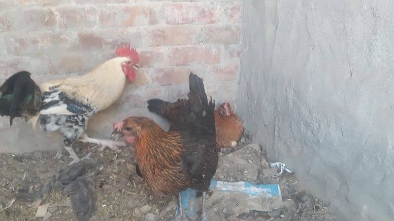 egg laying hen only 1000 pr piece health  total 4 piece 2