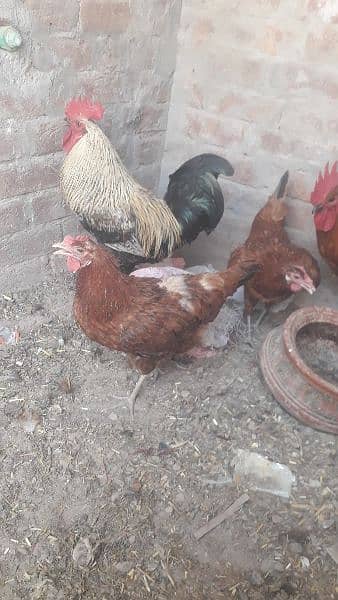 egg laying hen only 1000 pr piece health  total 4 piece 3