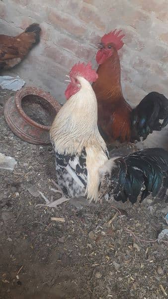 egg laying hen only 1000 pr piece health  total 4 piece 4