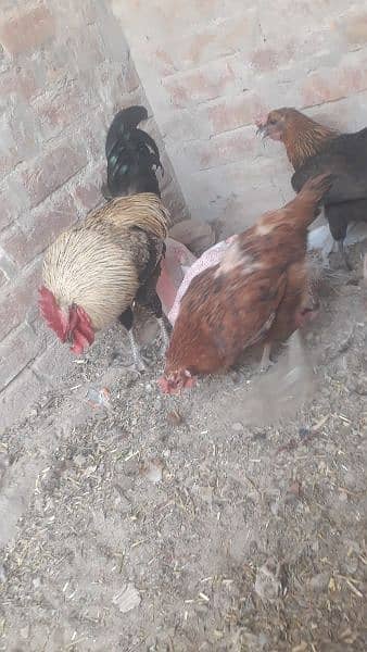 egg laying hen only 1000 pr piece health  total 4 piece 5
