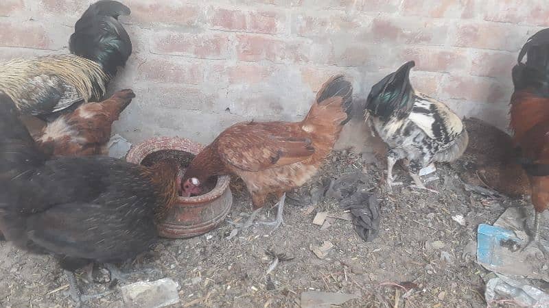 egg laying hen only 1000 pr piece health  total 4 piece 1