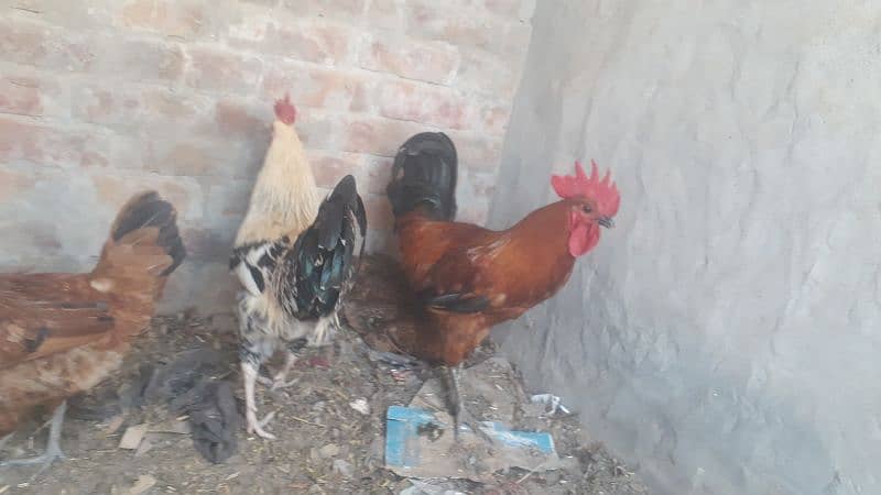 egg laying hen only 1000 pr piece health  total 4 piece 6