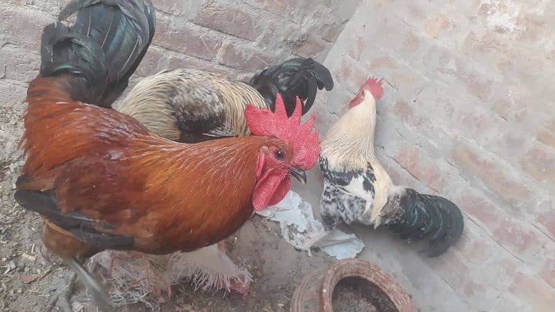 egg laying hen only 1000 pr piece health  total 4 piece 7