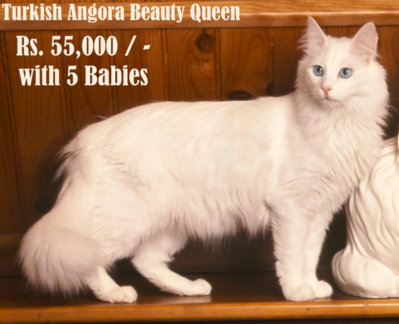 British Long Hair Punjabi King  | Turkish Angora Beauty Queen 1