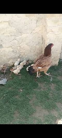 Quality aseel breed Heera chicks also