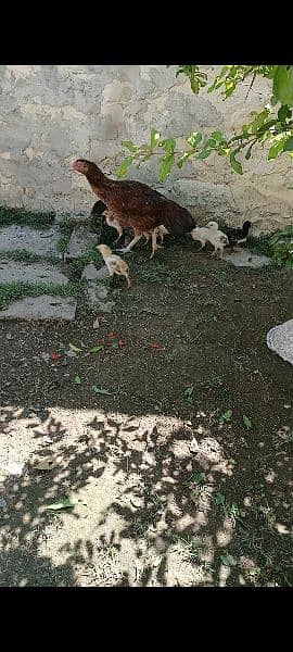 Quality aseel breed Heera chicks also 2