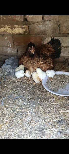 Quality aseel breed Heera chicks also 5