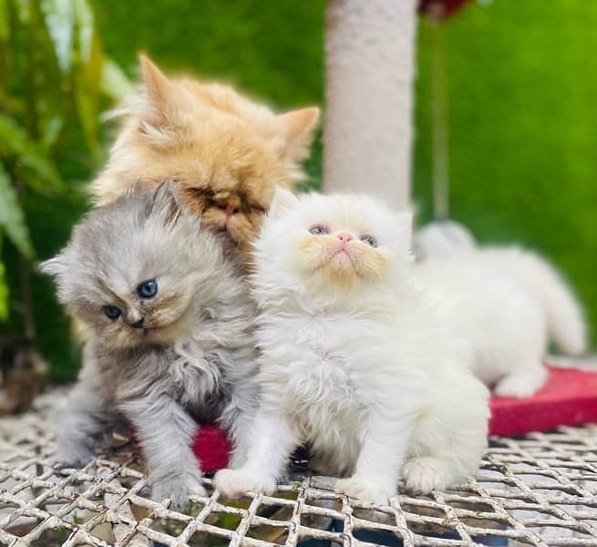 Persian triple coated kittens 1