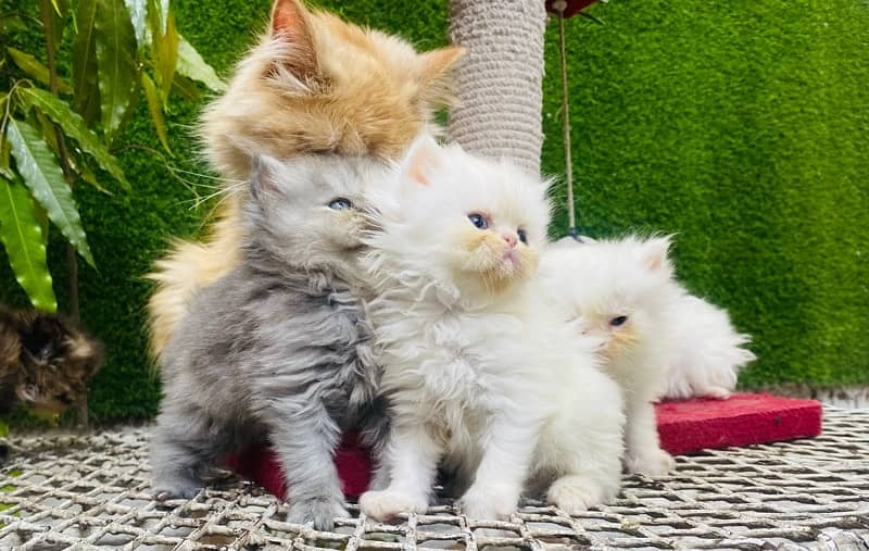 Persian triple coated kittens 2
