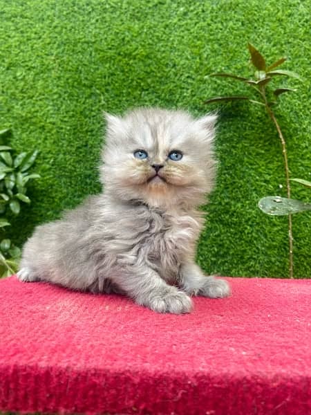 Persian triple coated kittens 5