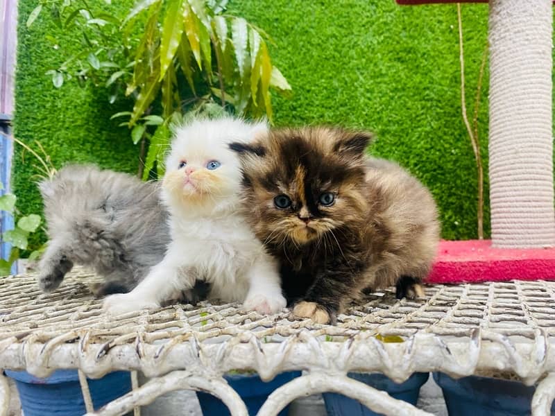 Persian triple coated kittens 7