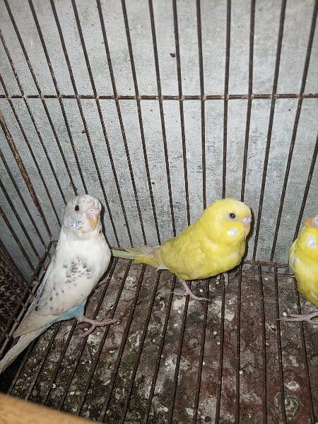 Australian parrots pairs for sale Total 6 peices 1