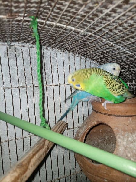 Australian parrots pairs for sale Total 6 peices 5