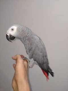 grey parrot talking male