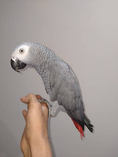 grey parrot talking male 0
