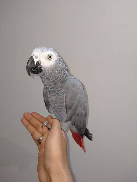 grey parrot talking male 1