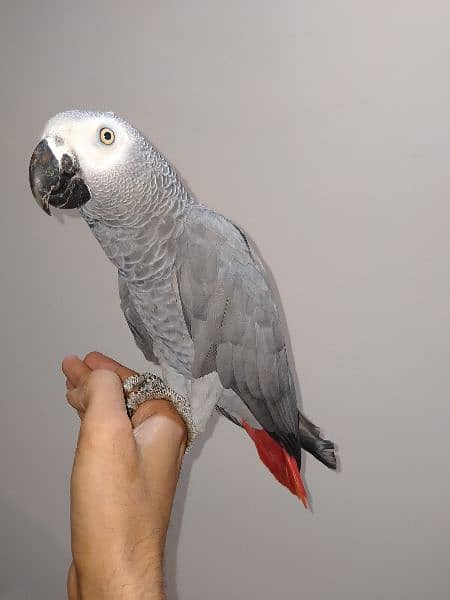 grey parrot talking male 3