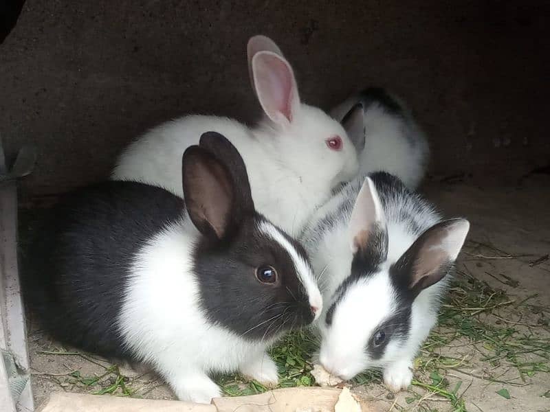 rabbit babies 1