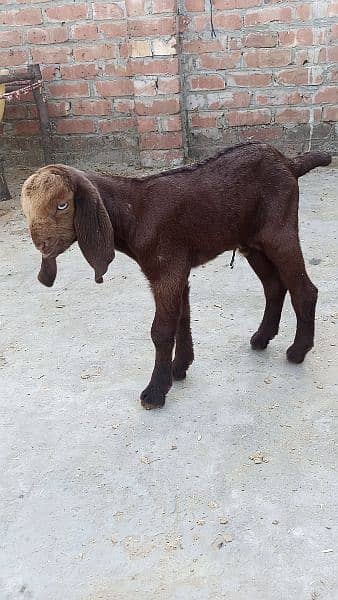 goat desi with one baby male 03077109489 1