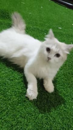 Female cat for sale