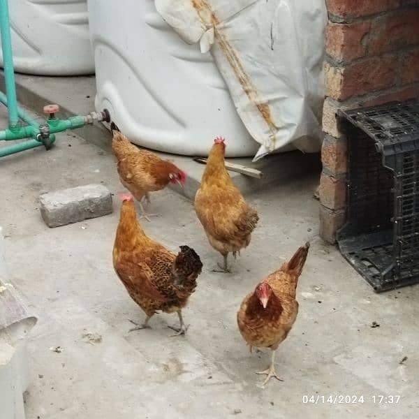 Hens for sale 0