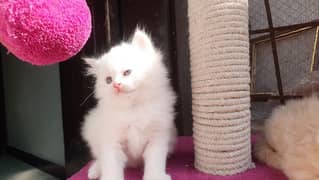 Persian kittens grey