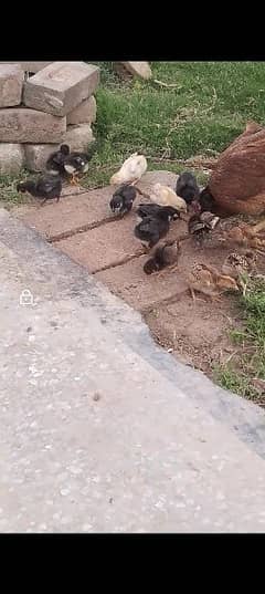 murgi and 14 chick for sale