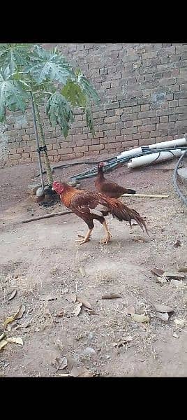 murgi and 14 chick for sale 1