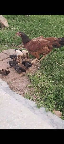 murgi and 14 chick for sale 2