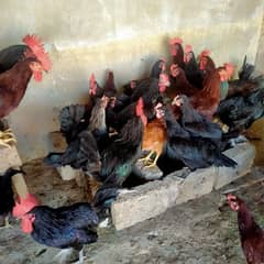 Male Australorp and RIR male WhatsApp number (03152135489)