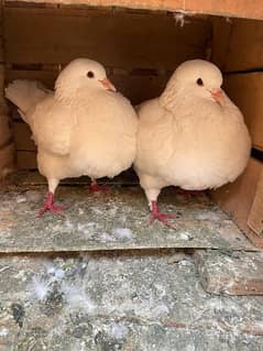 all fancy pigeon for sale 03265405508