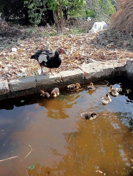 Muscovy duck and chikes for sell 0