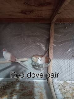 red dove breeder pair